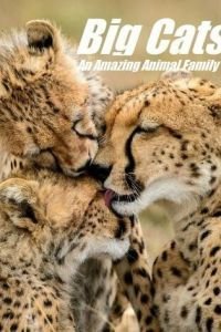 Кошки: Удивительная звериная семейка 1 сезон